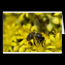 Buzzy bee cards