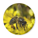 Buzzy bee magnets