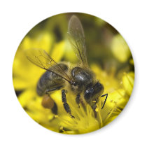 Buzzy bee magnets