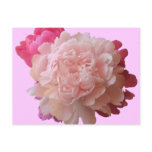 BV- Pink Peony Postcard