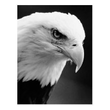 BW Bald Eagle Post Cards