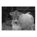 bw_cow cards