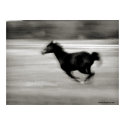 BW Galloping Horse posters