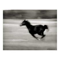 BW Galloping Horse posters by PaintingPony BW Galloping Horse posters