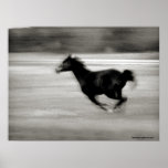BW Galloping Horse Posters