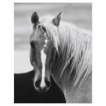 BW Horse Portrait Flyer Design
