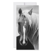 BW Horse Portrait photo cards by made_in_atlantis BW Horse Portrait photo cards