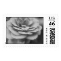 bw rose postage