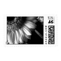 bw sunflower 2 postage