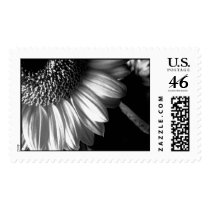 bw sunflower 2 stamps