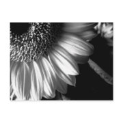 bw sunflower 2 postcard black and white photography