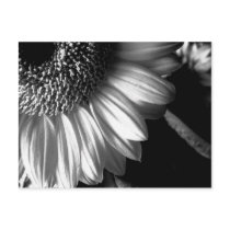 bw sunflower 2 postcards