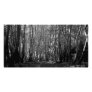 BW Trees Personalized Photo Card