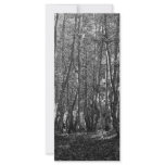BW Trees Custom Rack Card