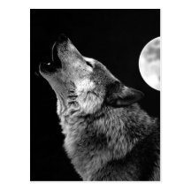 BW Wolf Howling at Moon Post Card