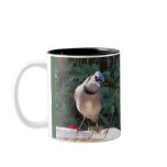 BY- Curious Blue Jay Mug