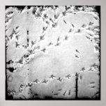 By th'boids print