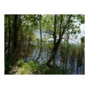 By the lake posters