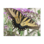 BZ- Swallowtail Butterfly  Postcard