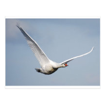 C3-GSTAMP-MUTE SWAN POSTCARDS