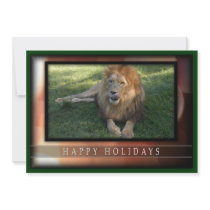 c-2011-african-lion-030 custom announcements
