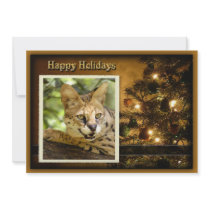 c-2011-african-serval-021 announcement