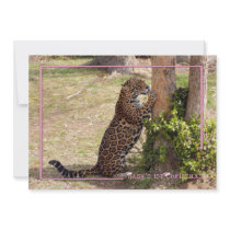 c-2011-jaguar-046 personalized invitations