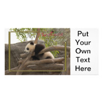 c-2011-panda-0004 picture card