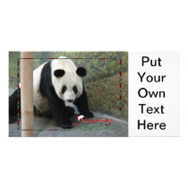 c-2011-panda-0008 photo card template
