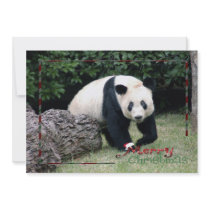 c-2011-panda-0009 personalized announcements