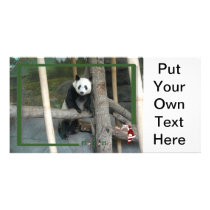 c-2011-panda-0012 photo card template