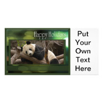 c-2011-panda-0081 photo greeting card