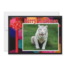 c-2011-white-tiger-022 invites