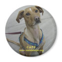 C.A.T.S. Magnet - Customized