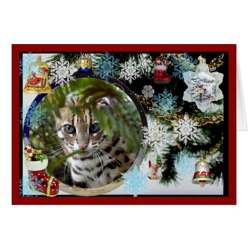 c-bengal-cat-107 cards