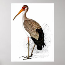 C G Finch-Davies Yellow Billed Stork Posters