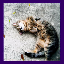 C is for Cat posters