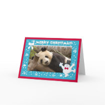 c-panda-278-b cards