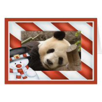 c-panda-282-b cards