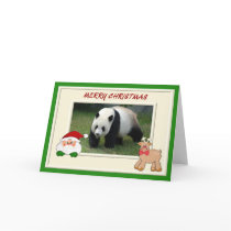 c-panda-290-b cards