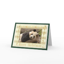 c-panda-296 cards by NatureByDesign c-panda-296 cards