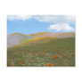 C Spring Lndscp Postcards