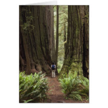 CA, Jedediah Smith Redwoods State Park, Card