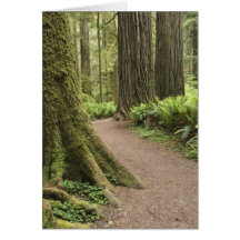 CA, Jedediah Smith State Park, Simpson-Reed Cards