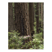 CA, Prairie Creek State Park, Coast Post Cards