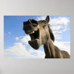 Caballo de bostezo posters