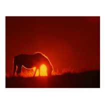 Caballo en puesta del sol roja tarjetas postales