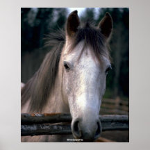 Caballo hermoso impresiones