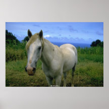 Caballo hermoso impresiones