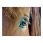 Caballo Vision Tarjeta Postal
